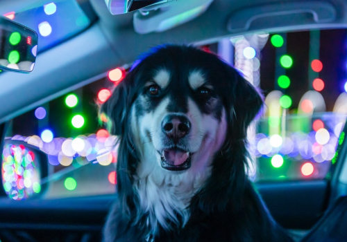 Pet-Friendly Lighting Displays in Austin, Texas: A Guide for Pet Owners
